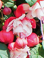 Fuchsia Swingtime